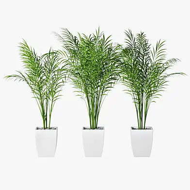 Palm 12