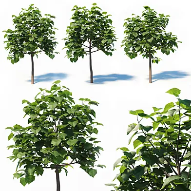 Paulownia Elongata (4m) 3 Tree Set