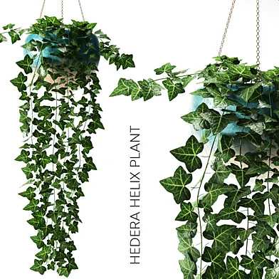 hedera helix plant