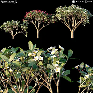Plumeria rubra_03