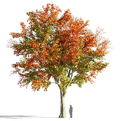 Maple tree