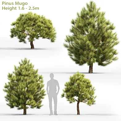 Pine