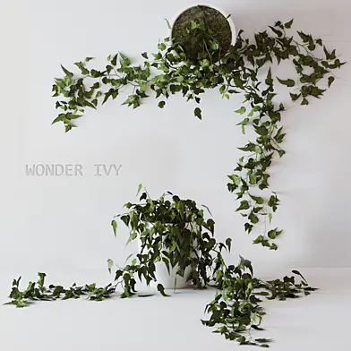 Wonder ivy