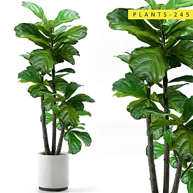 Plants 245
