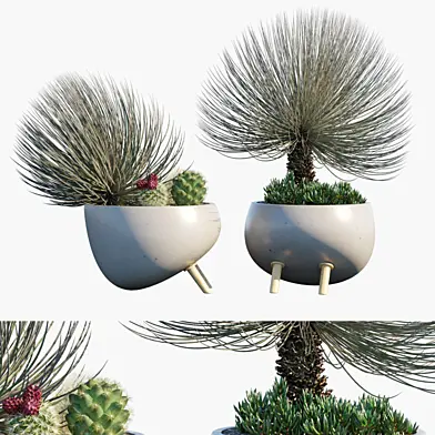 Plant in pots #27 : Desert mood