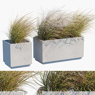 Plant in pots # 27 : Wind blows