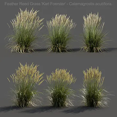 Feather Reed Grass - Calamagrostis acutiflora - Low