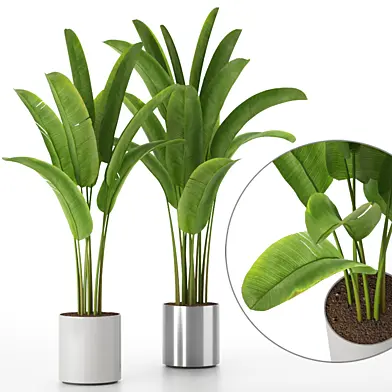 Banana palms