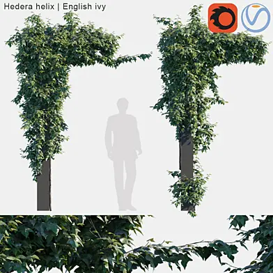 Hedera helix | English ivy on collums