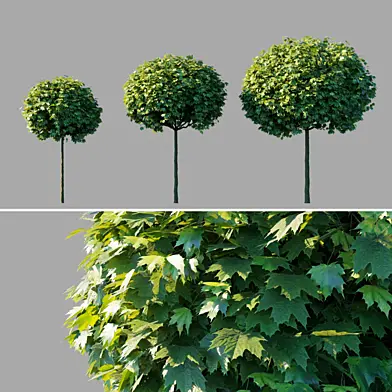 Клен остролистный "Глобозум"/Acer platanoides "Globosum"