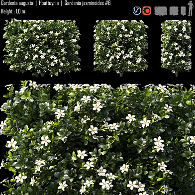 Gardenia augusta  |  Houttuynia  |  Gardenia jasminoides #6