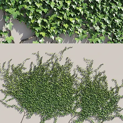 ivy