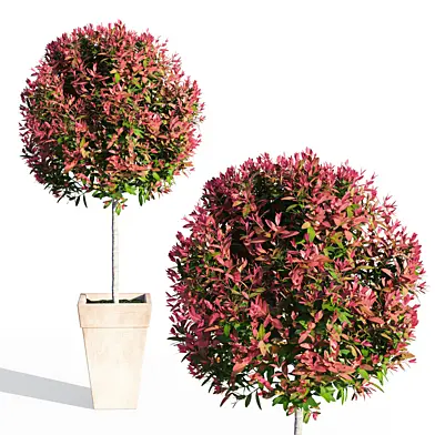 Photinia fraseri Little Red Robin