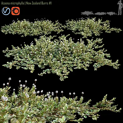 Acaena microphylla | New Zealand Burrs #1