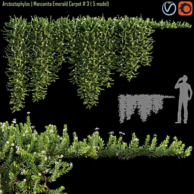 Arctostaphylos | Manzanita Emerald Carpet # 3