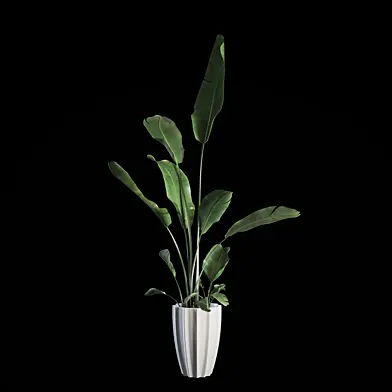 Indoor Plants Set 03
