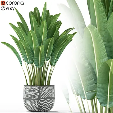 Plants collection 226