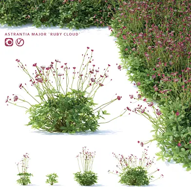 Астранция большая цветы | Astrantia major ruby cloud