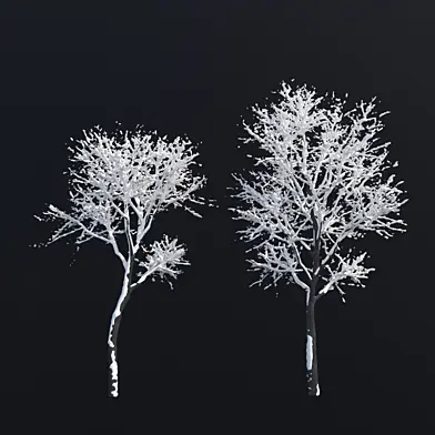 Fraxinus excelsior winter model