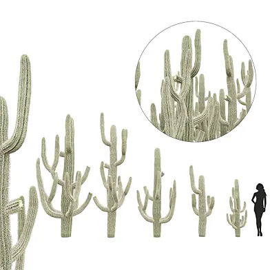 Cactus Set 1