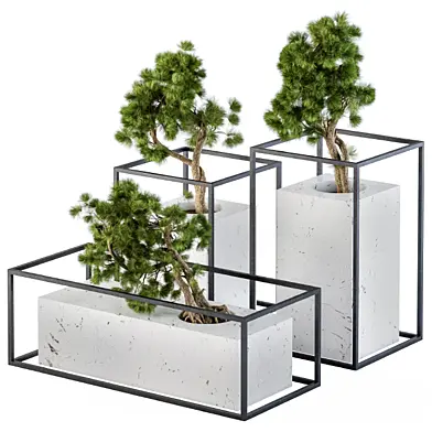 Bonsai pine in Marble Pot - 3type