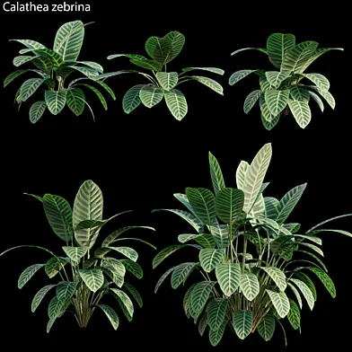 Calathea zebrina 01
