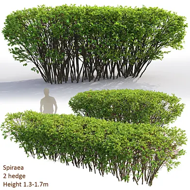 Spiraea