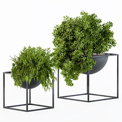 Hanging Plants in Round Pot