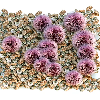 Purple Sea Urchin