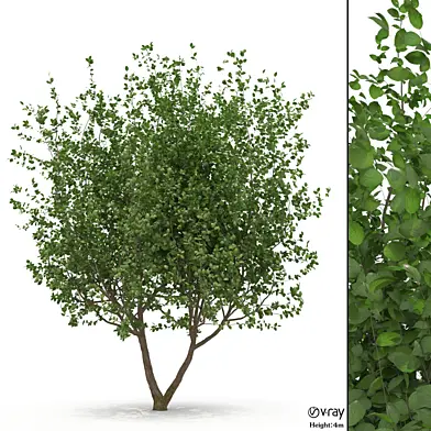 Mulberry tree
