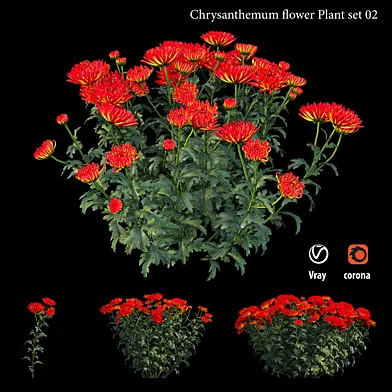 Chrysanthemum flower Plant set 02
