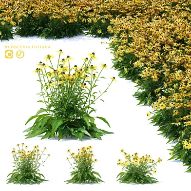 Рудбекия блестящая цветы | Rudbeckia fulgida