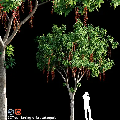 Barringtonia Acutangula 01