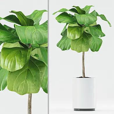 Plants 185