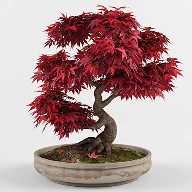 Bonsai Japanese Maple decorative tree