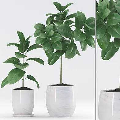 Plants 191