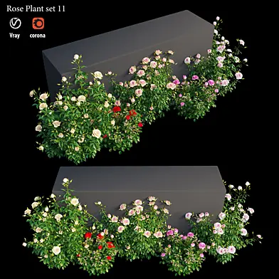 Rose plant set 11