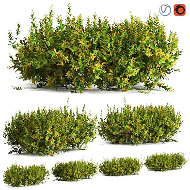 plant 61 A