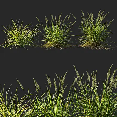 Koeleria macrantha grass