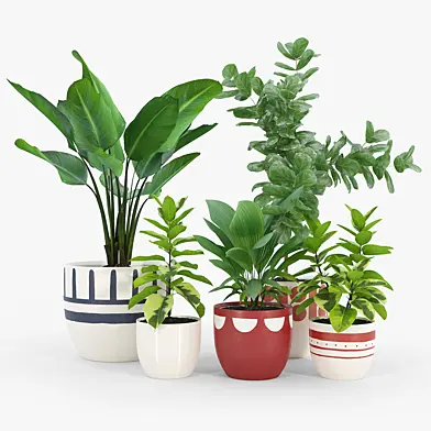 Ficus Set 2