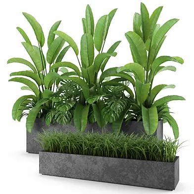 Plants collection 08