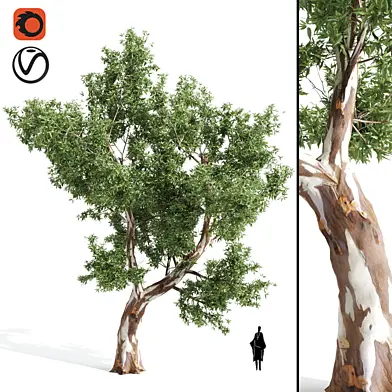 Eucalyptus grandis-River Red Gum