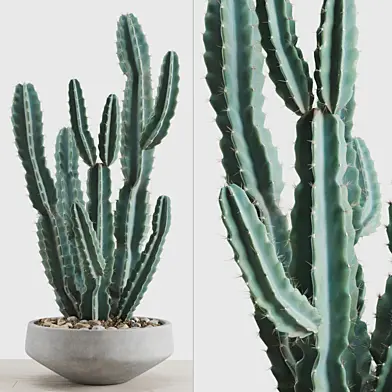 Цереус перуанский(Cereus Peruvianus)в бетонном горшке
