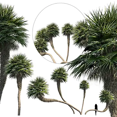 Palm Set 2