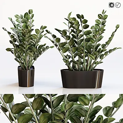 Amazing plant 3 Zamioculcas in black vase