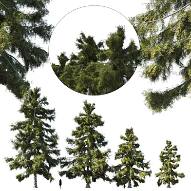 Cupressus nootkatensis