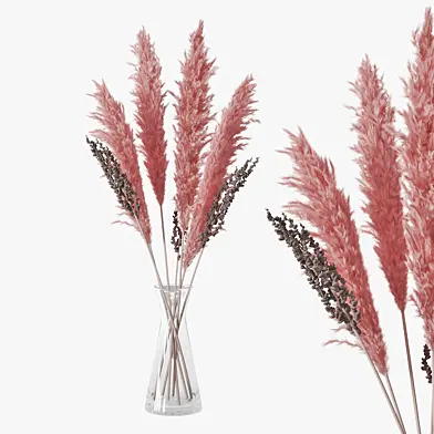 Pampas grass 04