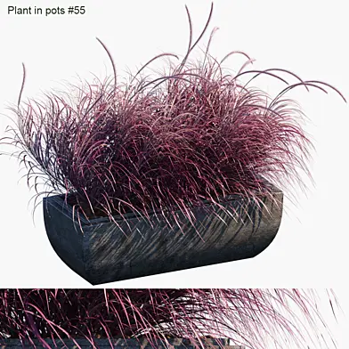 Plant in pots #55