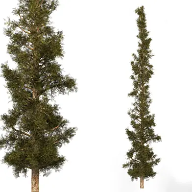 Pine