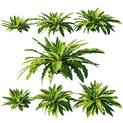 Asplenium Nidus Bird's_Nest Fern